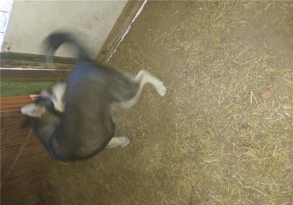 Cățel husky