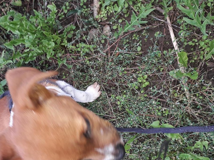 Catel Jack Russel Terrier