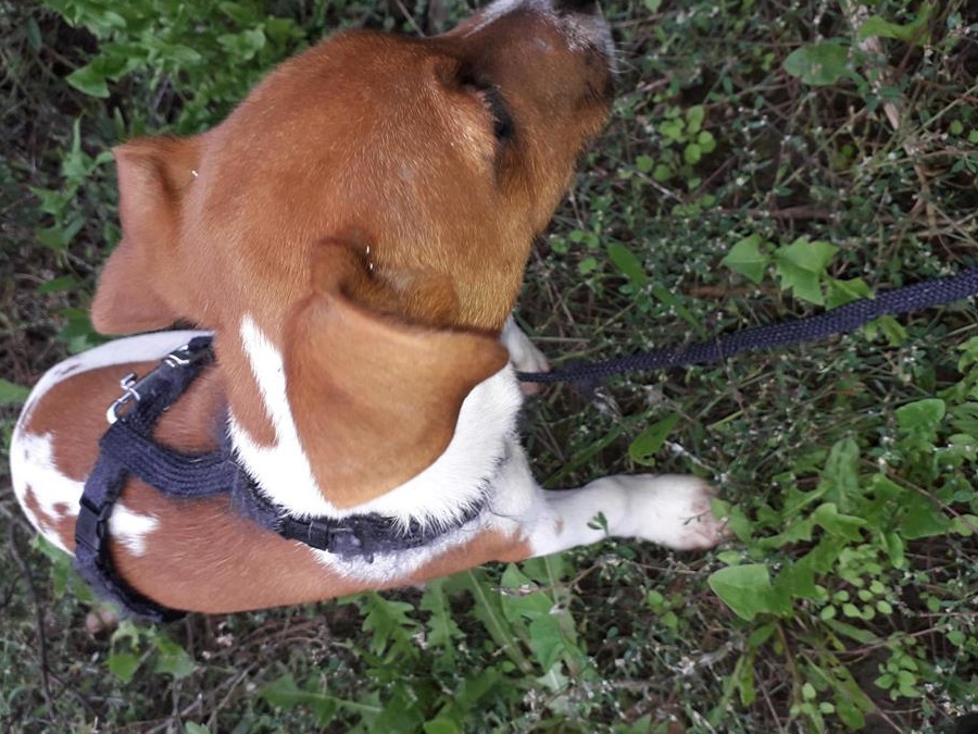 Catel Jack Russel Terrier