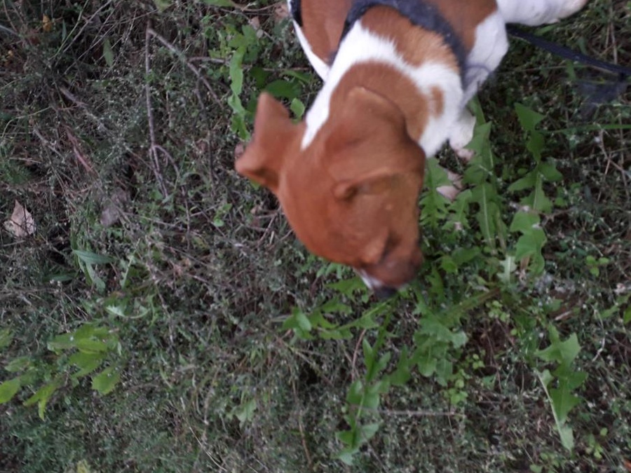 Catel Jack Russel Terrier
