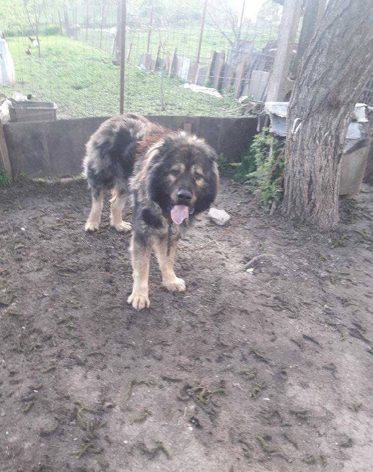 cățelandrul la aproximativ doi ani