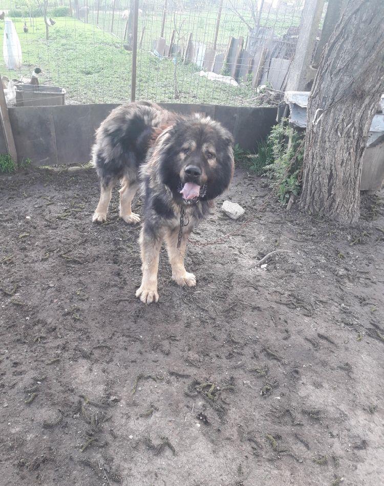 cățelandrul la aproximativ doi ani