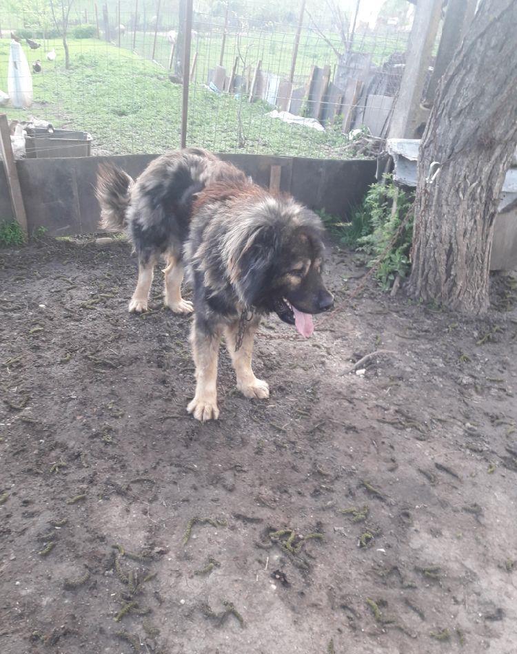 cățelandrul la aproximativ doi ani