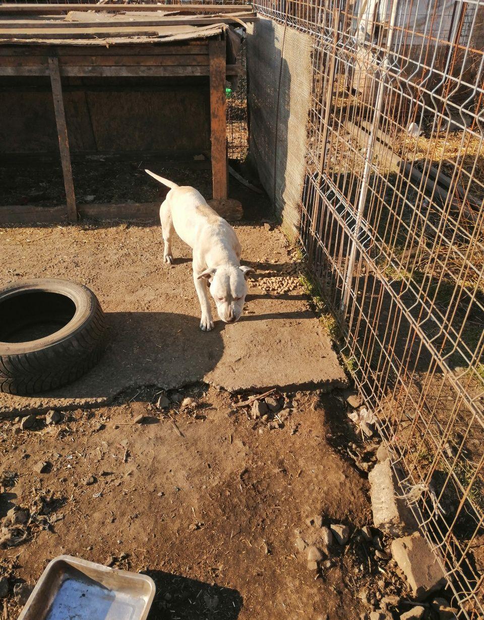 Cățeluș amstaff original