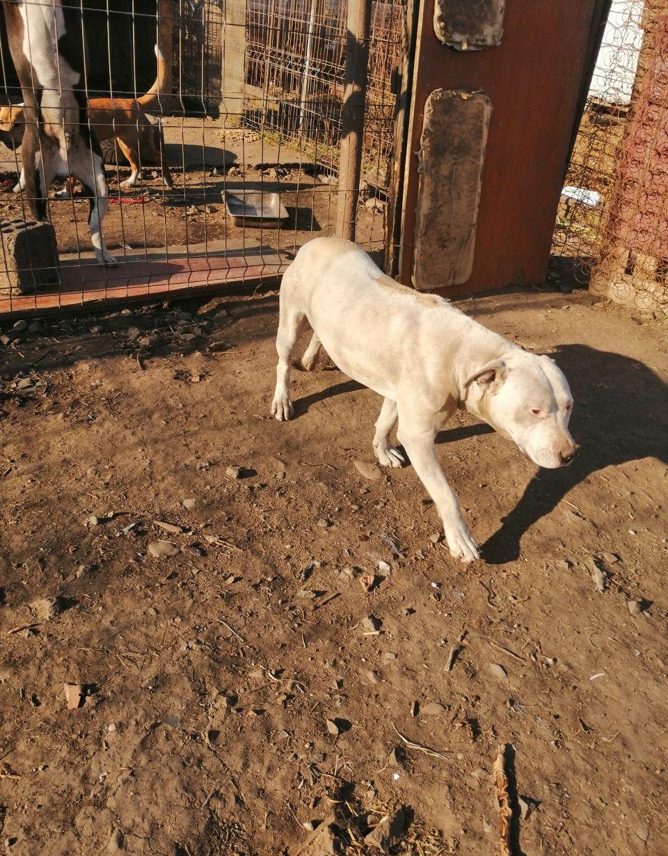 Cățeluș amstaff original