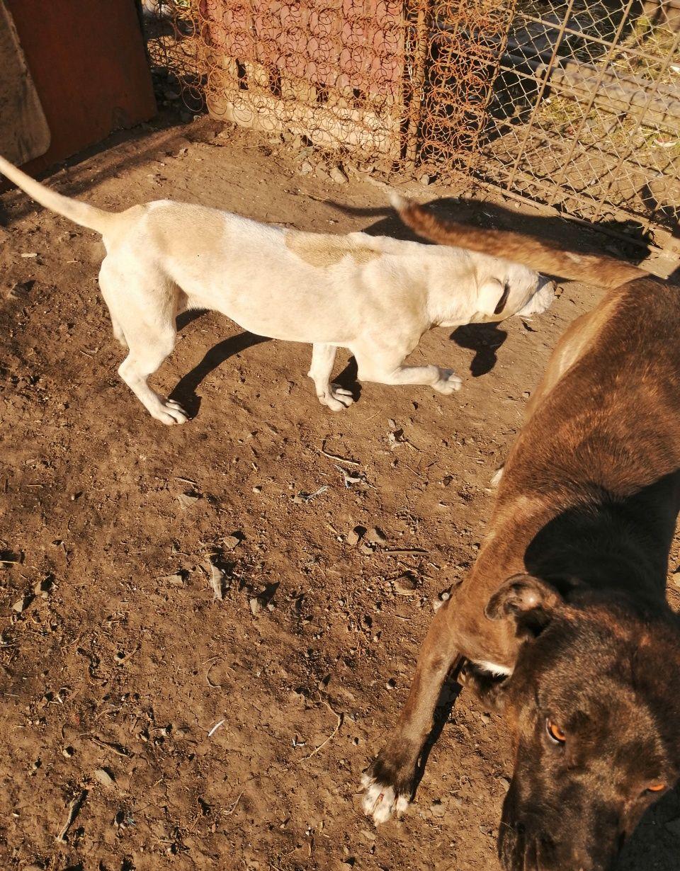 Cățeluș amstaff original