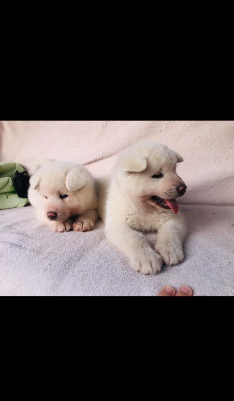 Cățelușă Akita inu de vânzare
