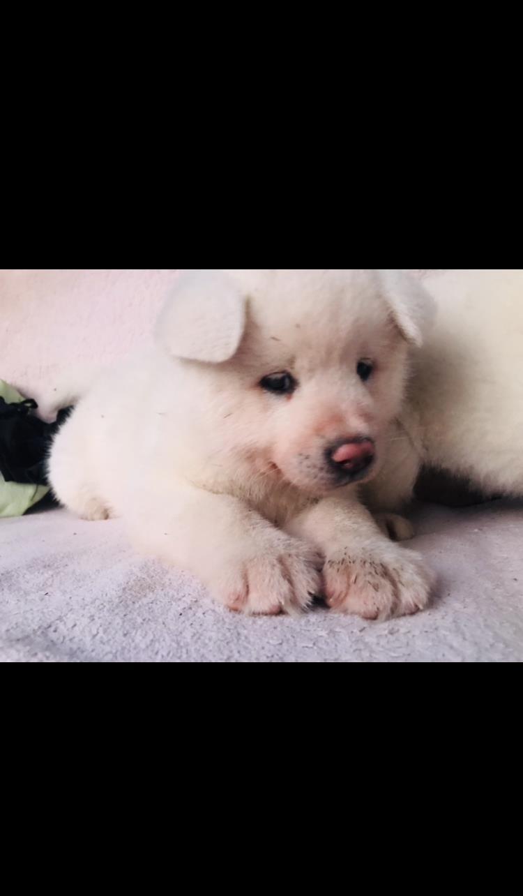 Cățelușă Akita inu de vânzare