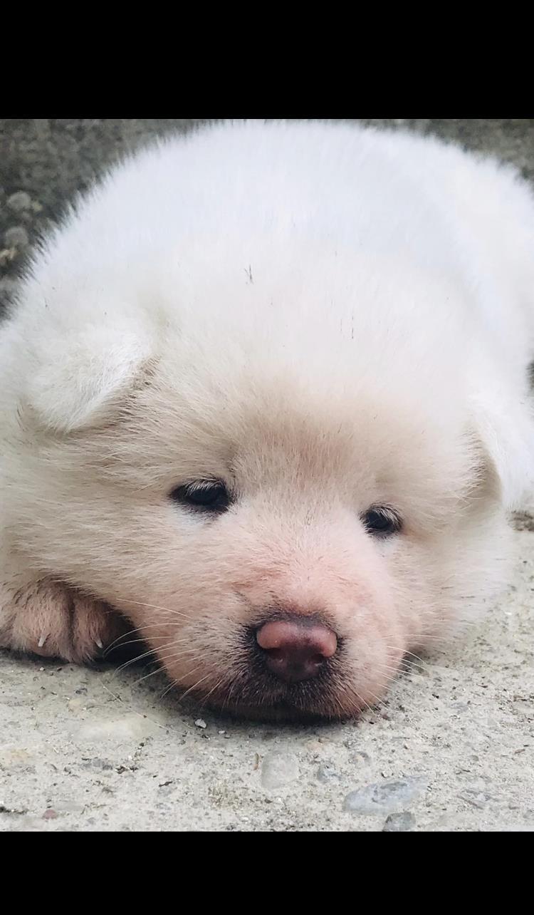 Cățelușă Akita inu de vânzare