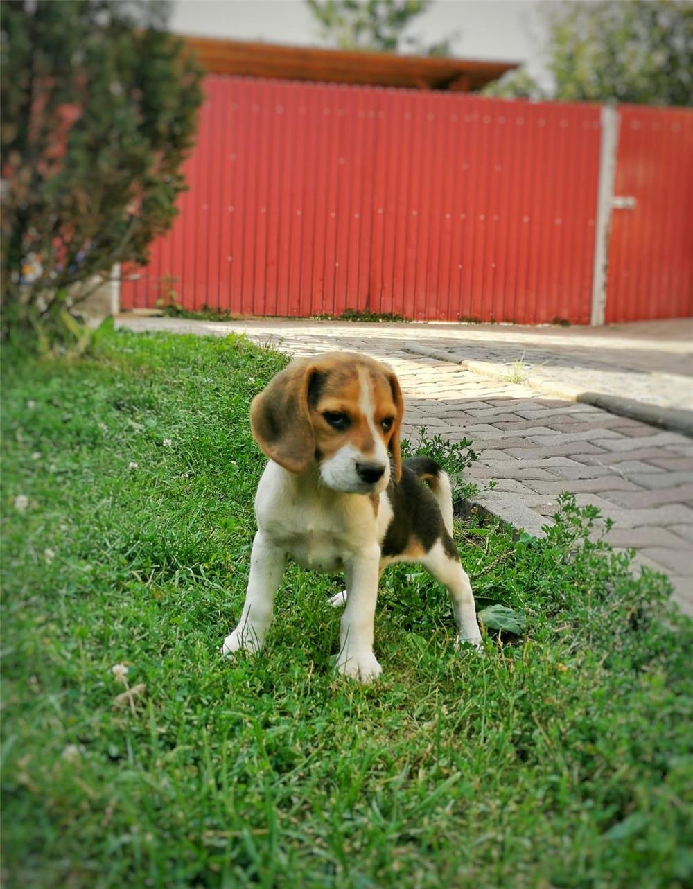 Catelusa Beagle
