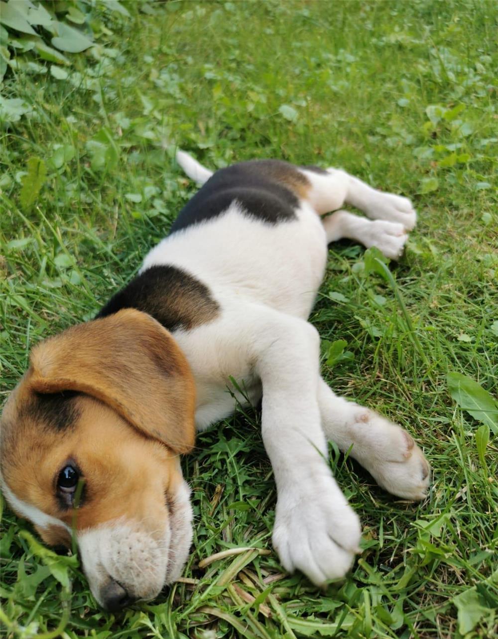Catelusa Beagle
