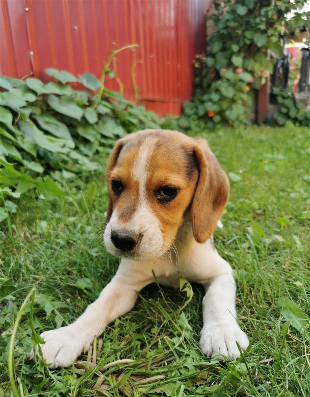 Catelusa Beagle
