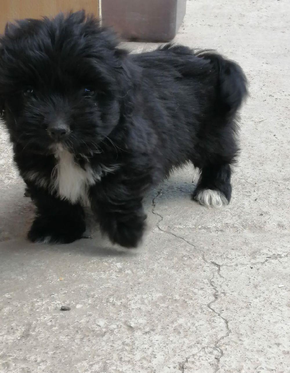 Cățelușă Bichon