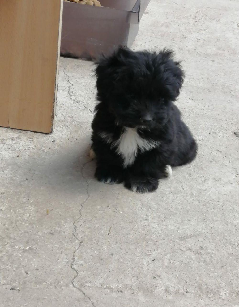 Cățelușă Bichon
