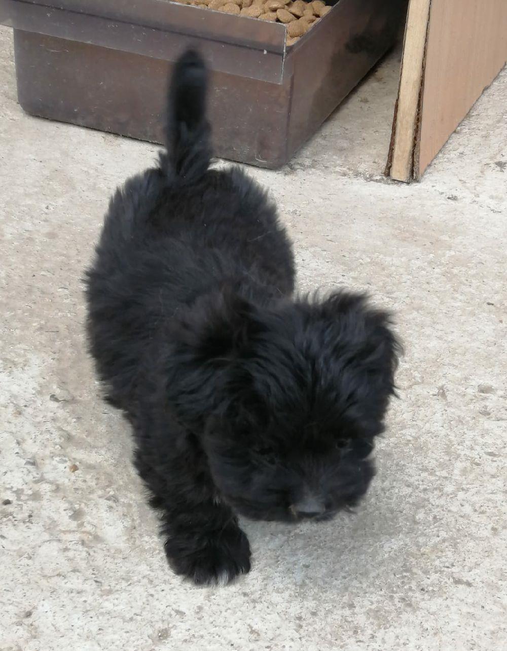 Cățelușă Bichon