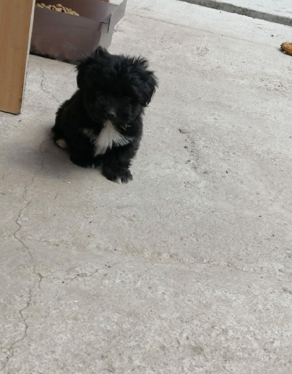 Cățelușă Bichon