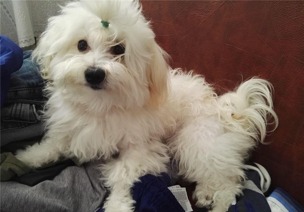 catelusa Bichon maltese mini,9 luni , vaccinata
