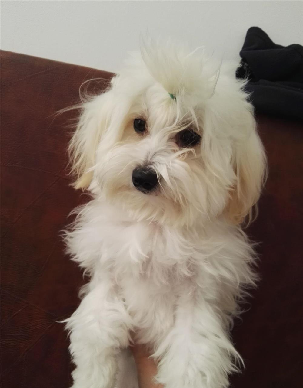 catelusa Bichon maltese mini,9 luni , vaccinata
