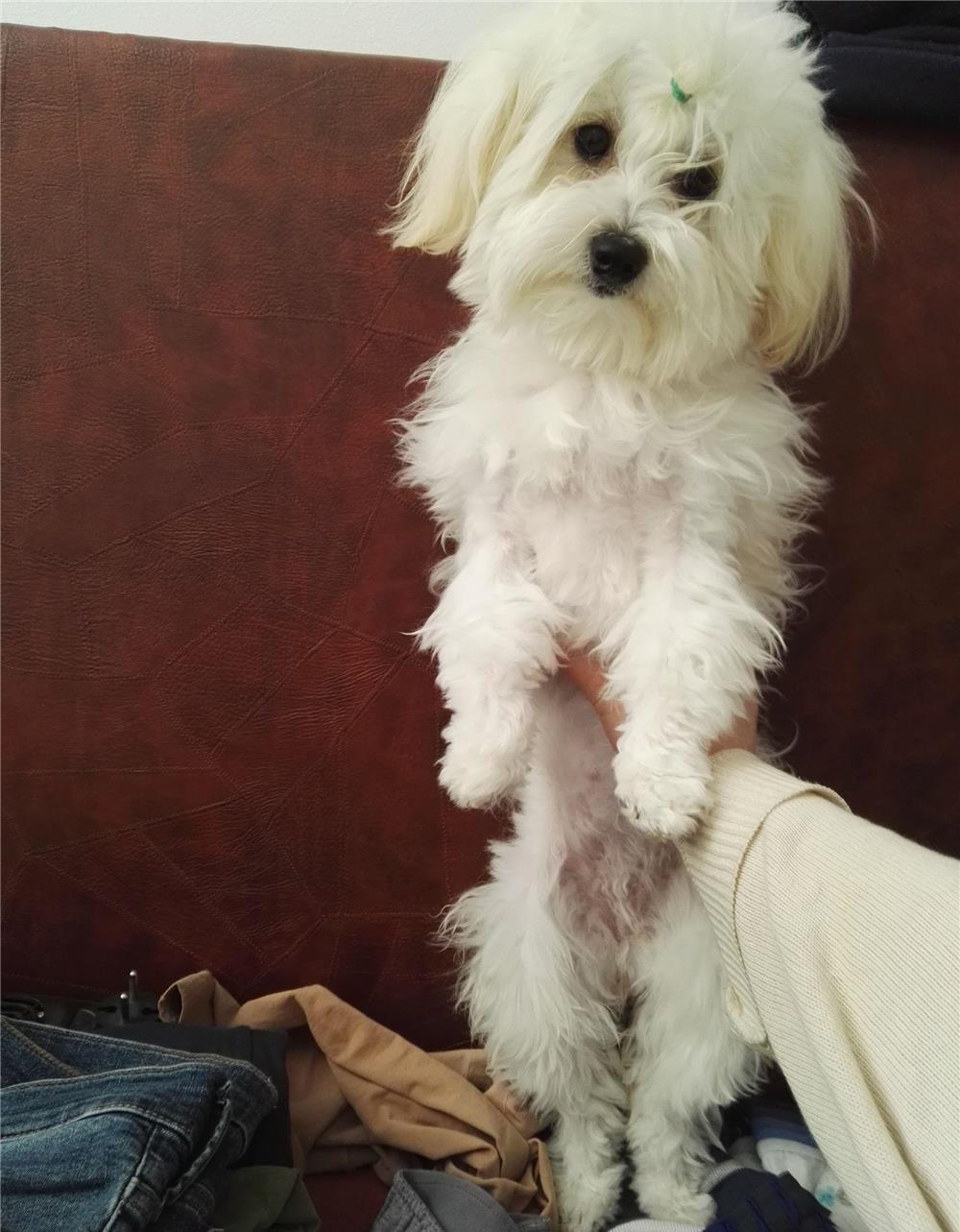 catelusa Bichon maltese mini,9 luni , vaccinata