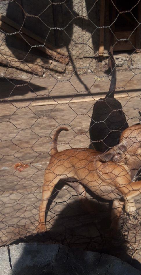 Cățelușa chihuahua