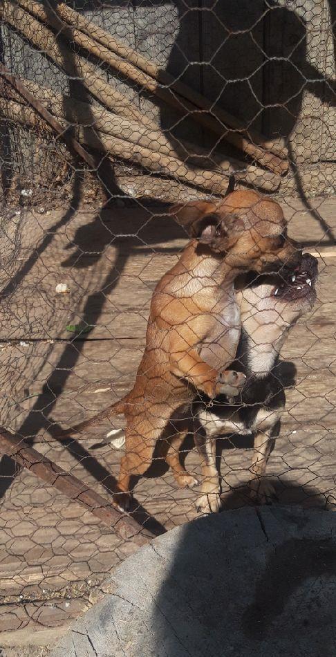 Cățelușa chihuahua