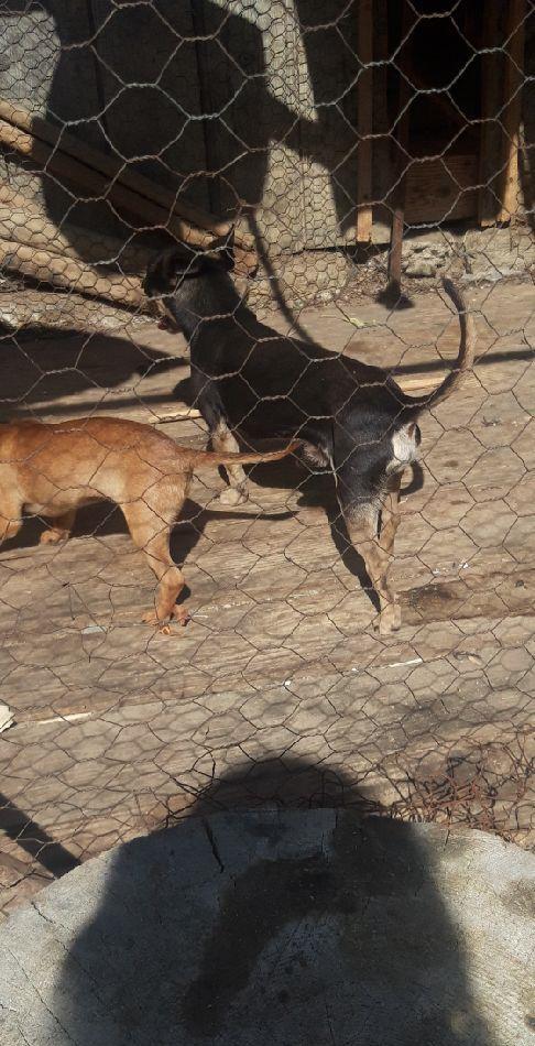 Cățelușa chihuahua