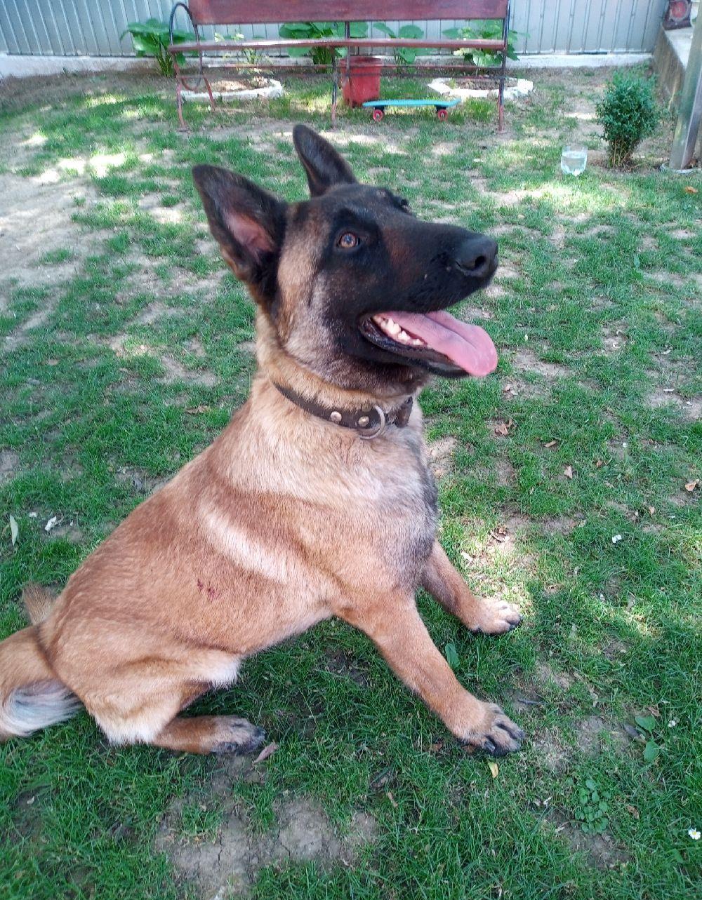 cățelușa Ciobanesc Belgian