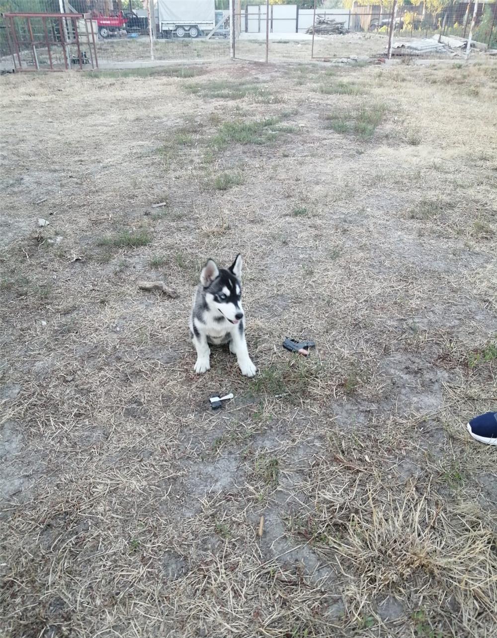 Cățelușa Husky