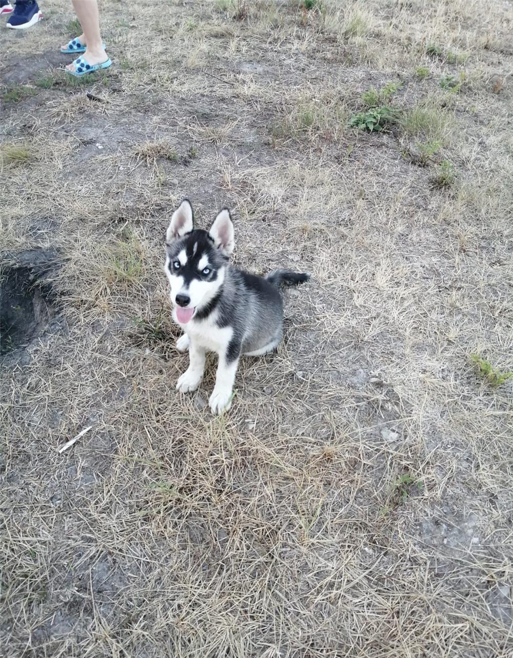 Cățelușa Husky