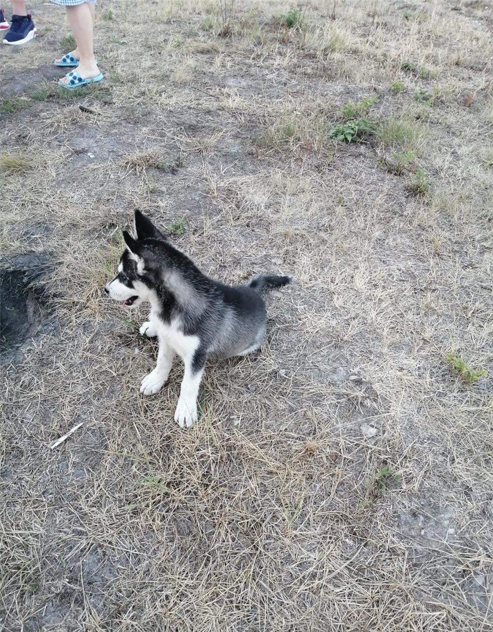 Cățelușa Husky