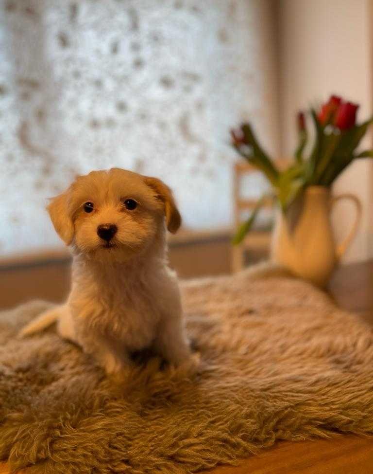 Cățelușa Mini Toy cu acte în Austria