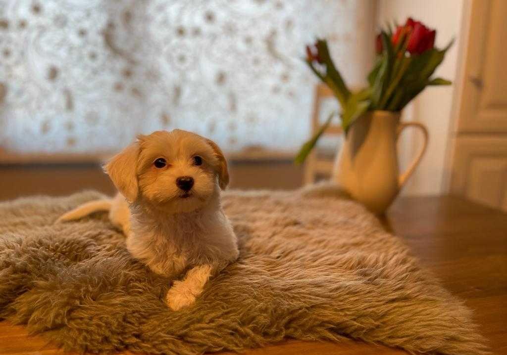 Cățelușa Mini Toy cu acte în Austria