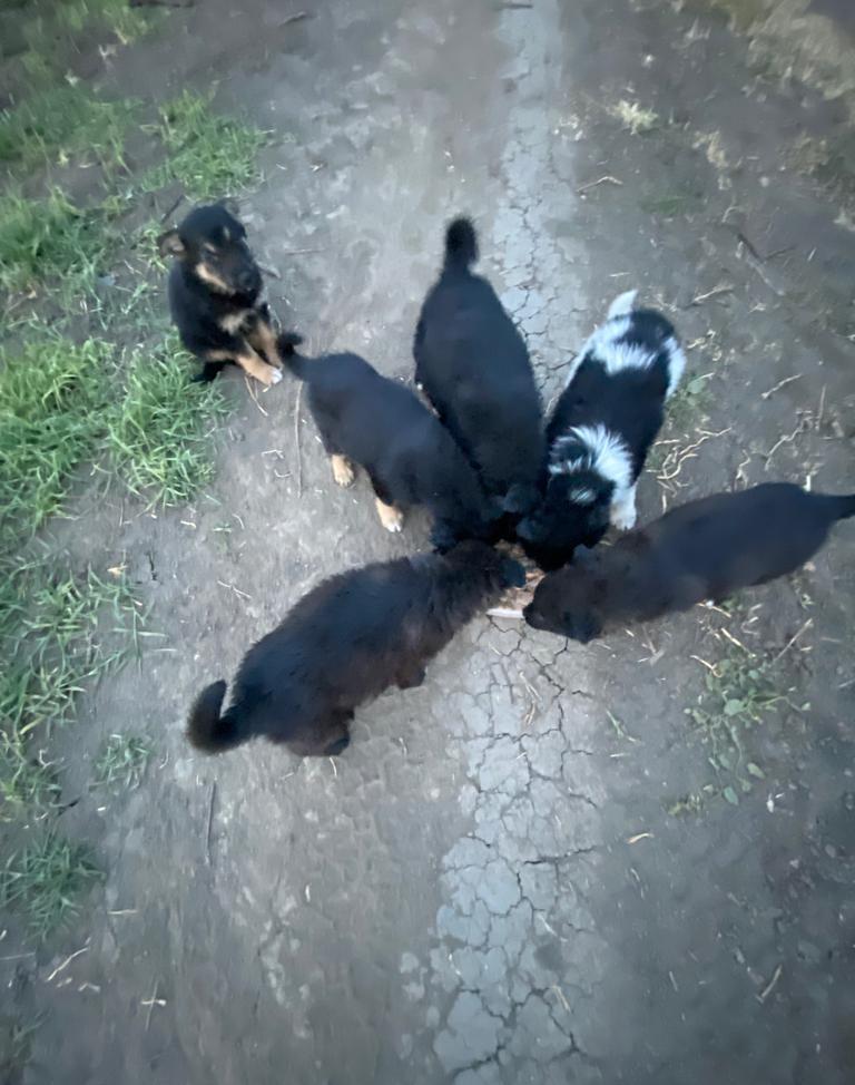 Catelusi abandonati