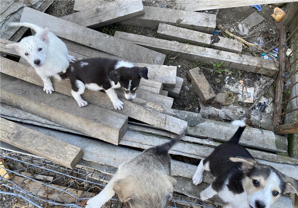 Cățeluși adopție