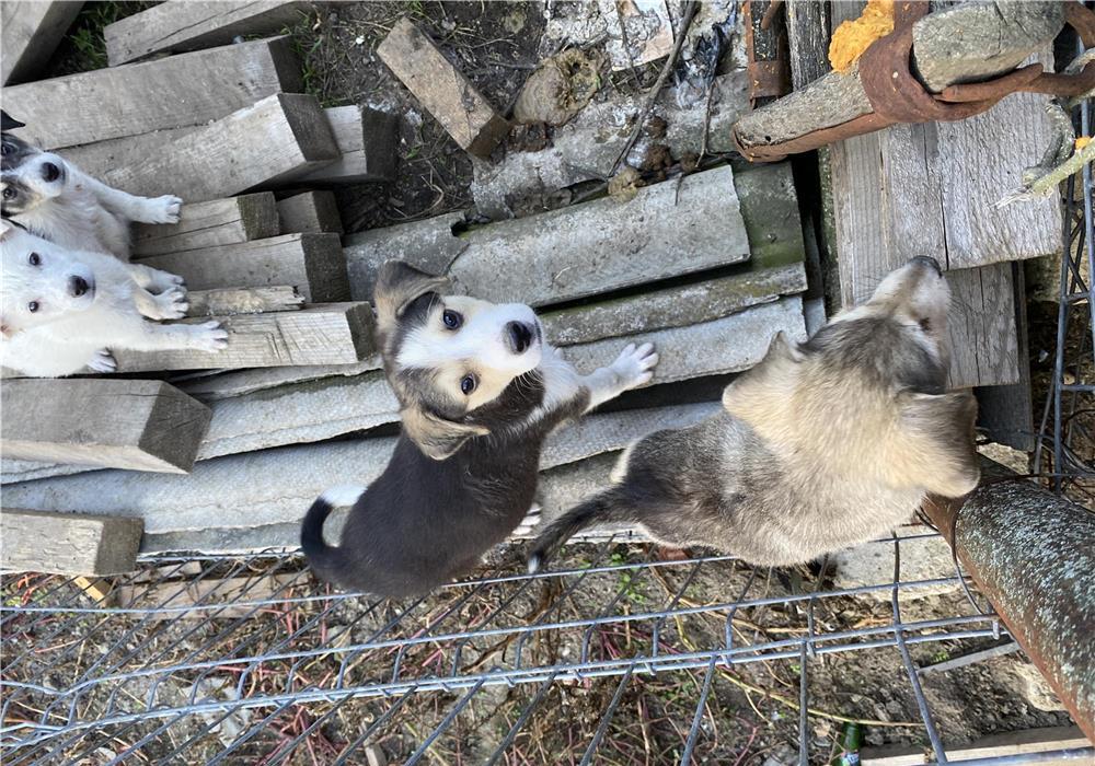Cățeluși adopție