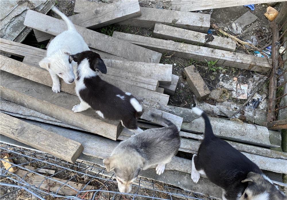 Cățeluși adopție