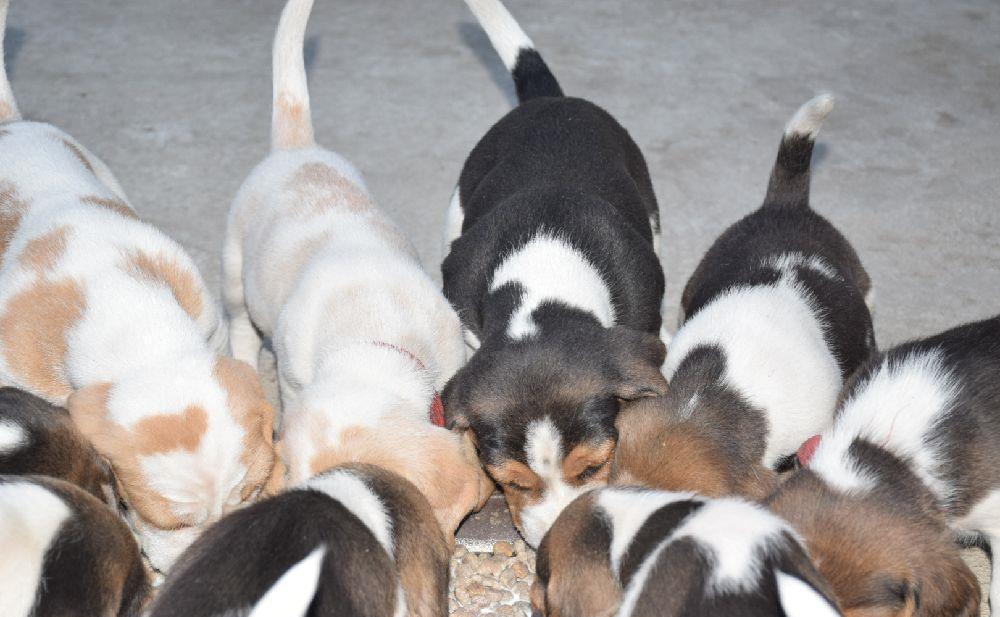 Cățeluși Beagle