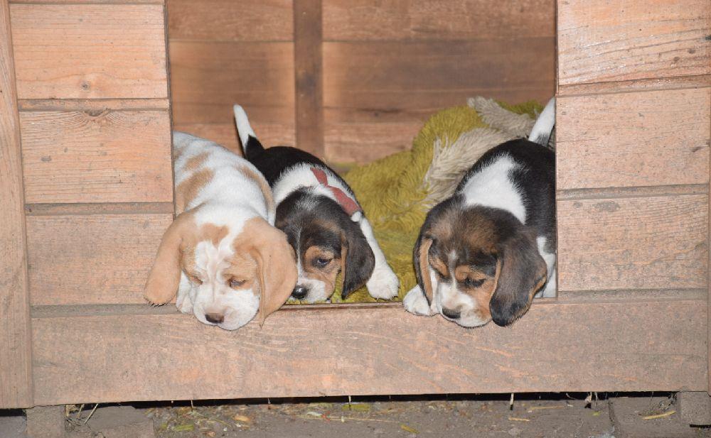 Cățeluși Beagle