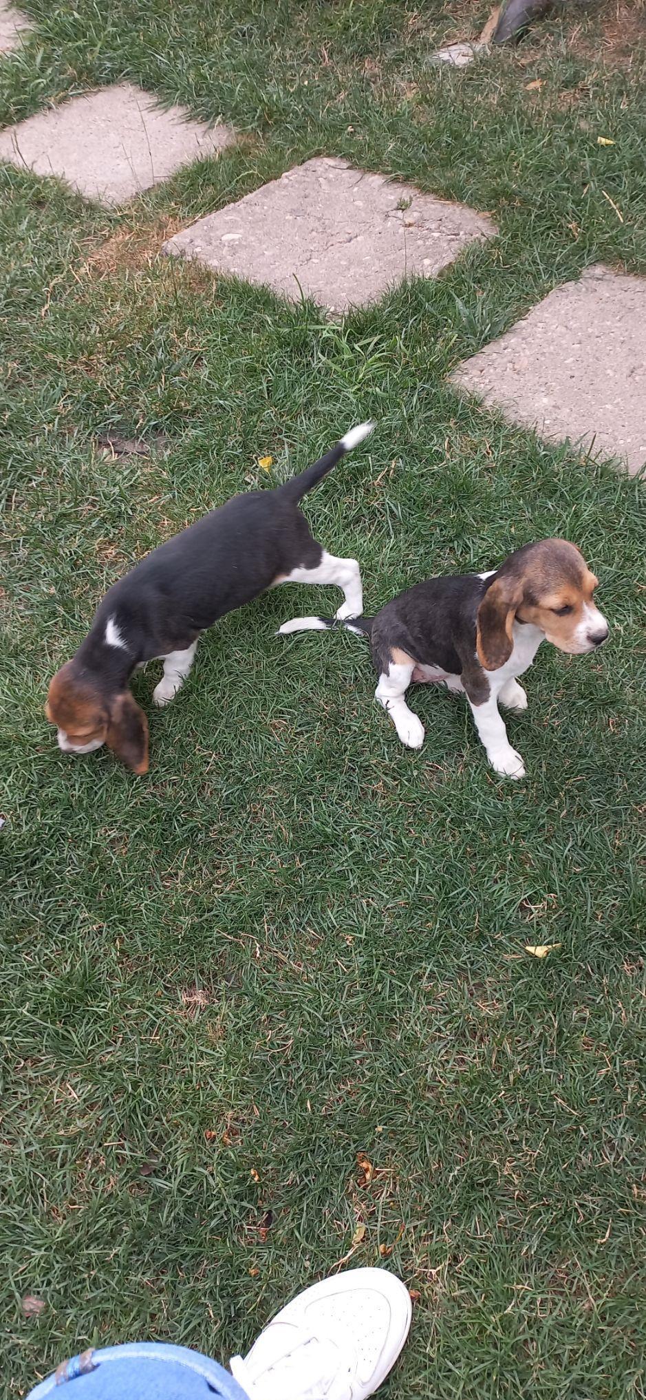 Cățeluși beagle deosebiti