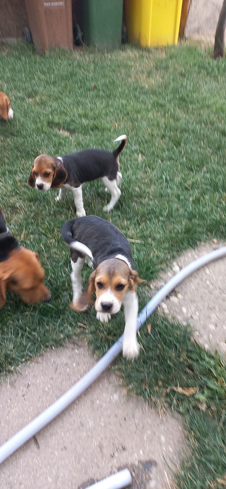Cățeluși beagle deosebiti