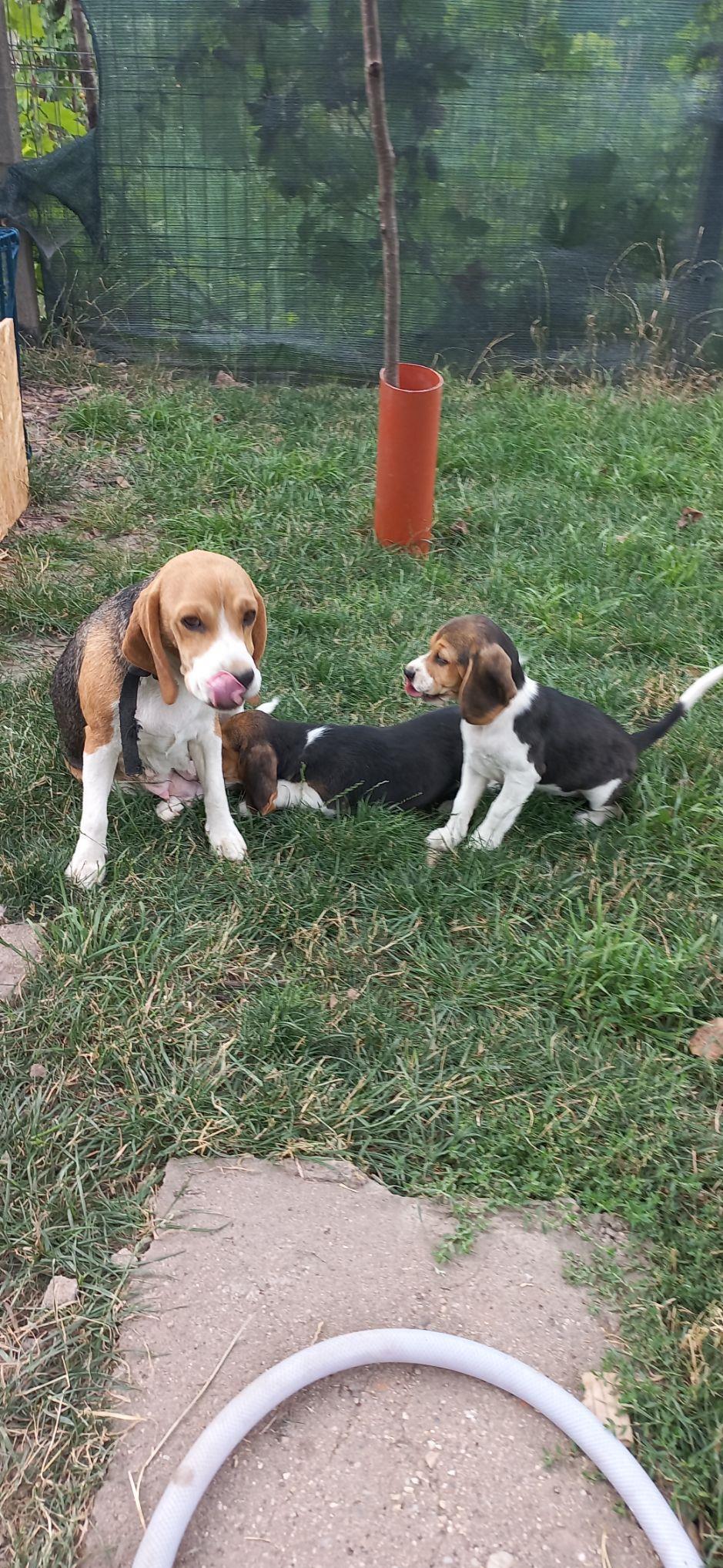 Cățeluși beagle deosebiti