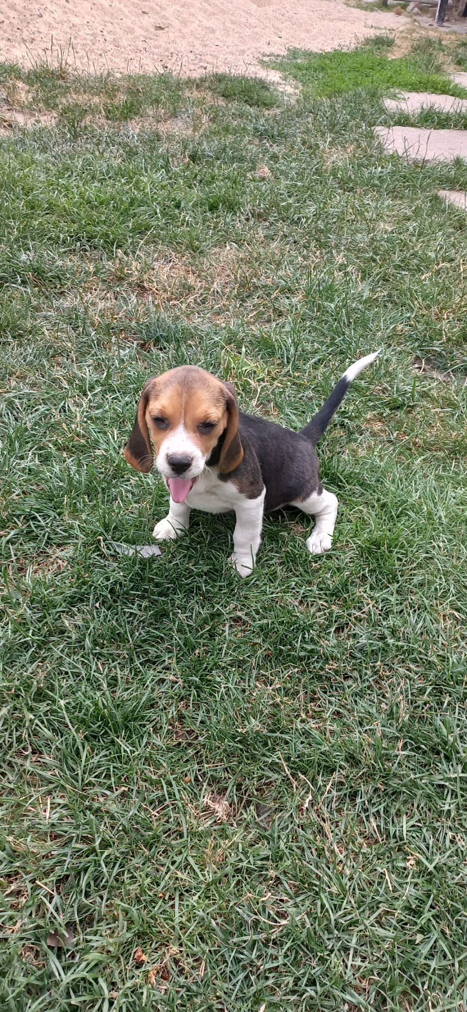 Cățeluși beagle deosebiti