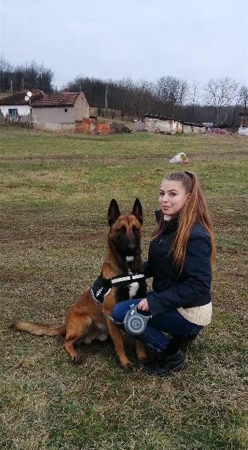 Cățeluși Belgian Malinois