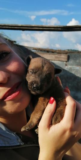 Cățeluși Belgian Malinois