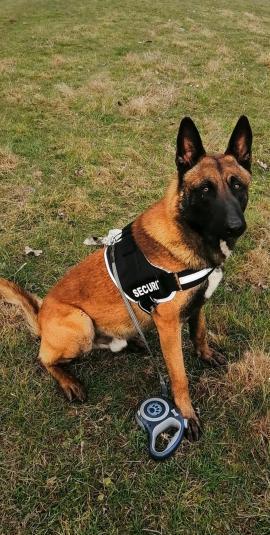 Cățeluși Belgian Malinois