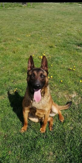 Cățeluși Belgian Malinois