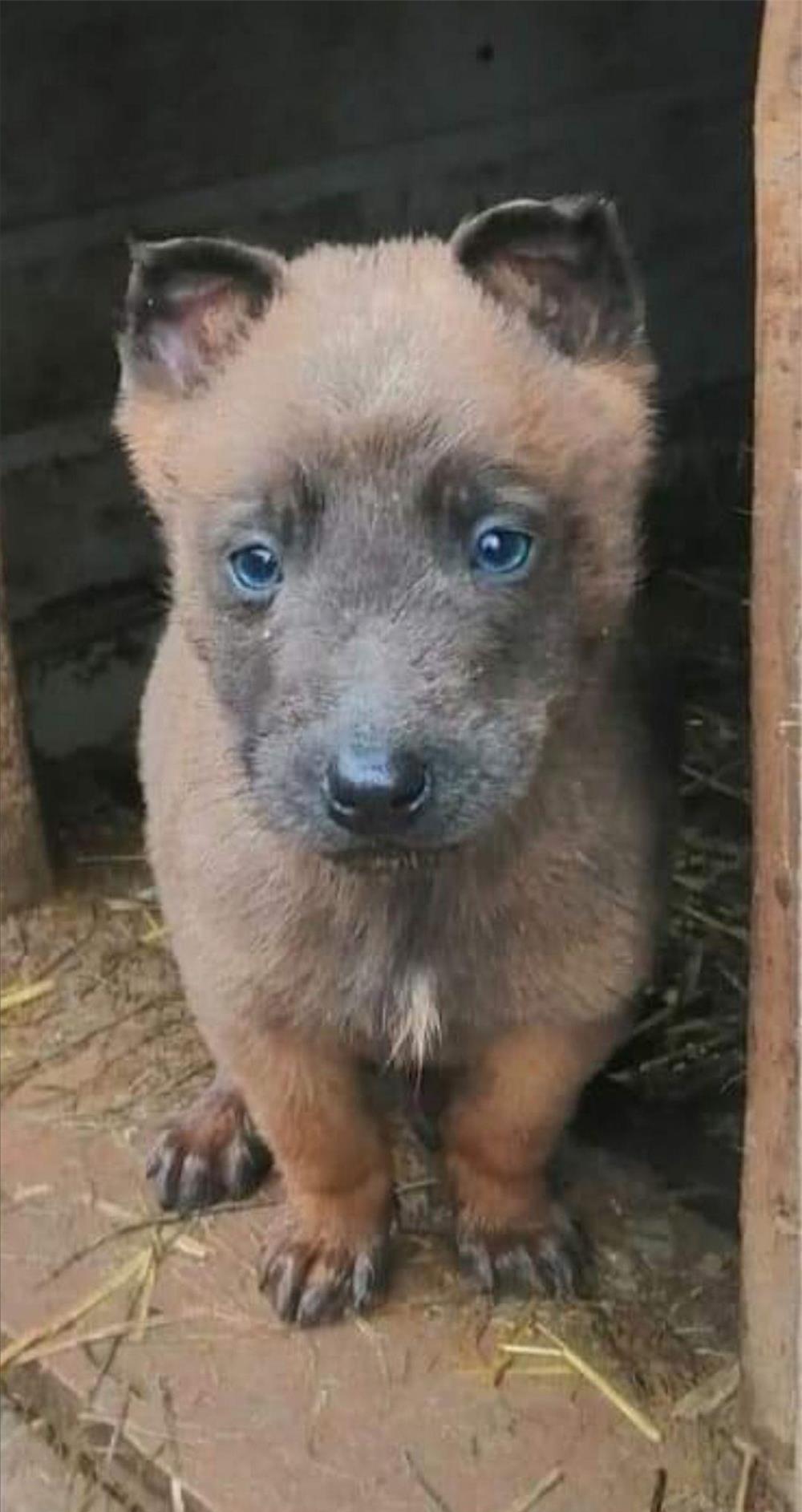 Cățeluși Belgian Malinois (ofertă)