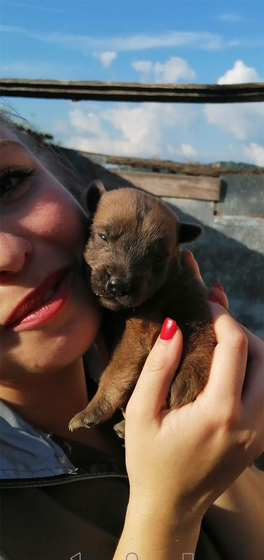 Cățeluși Belgian Malinois (ofertă)