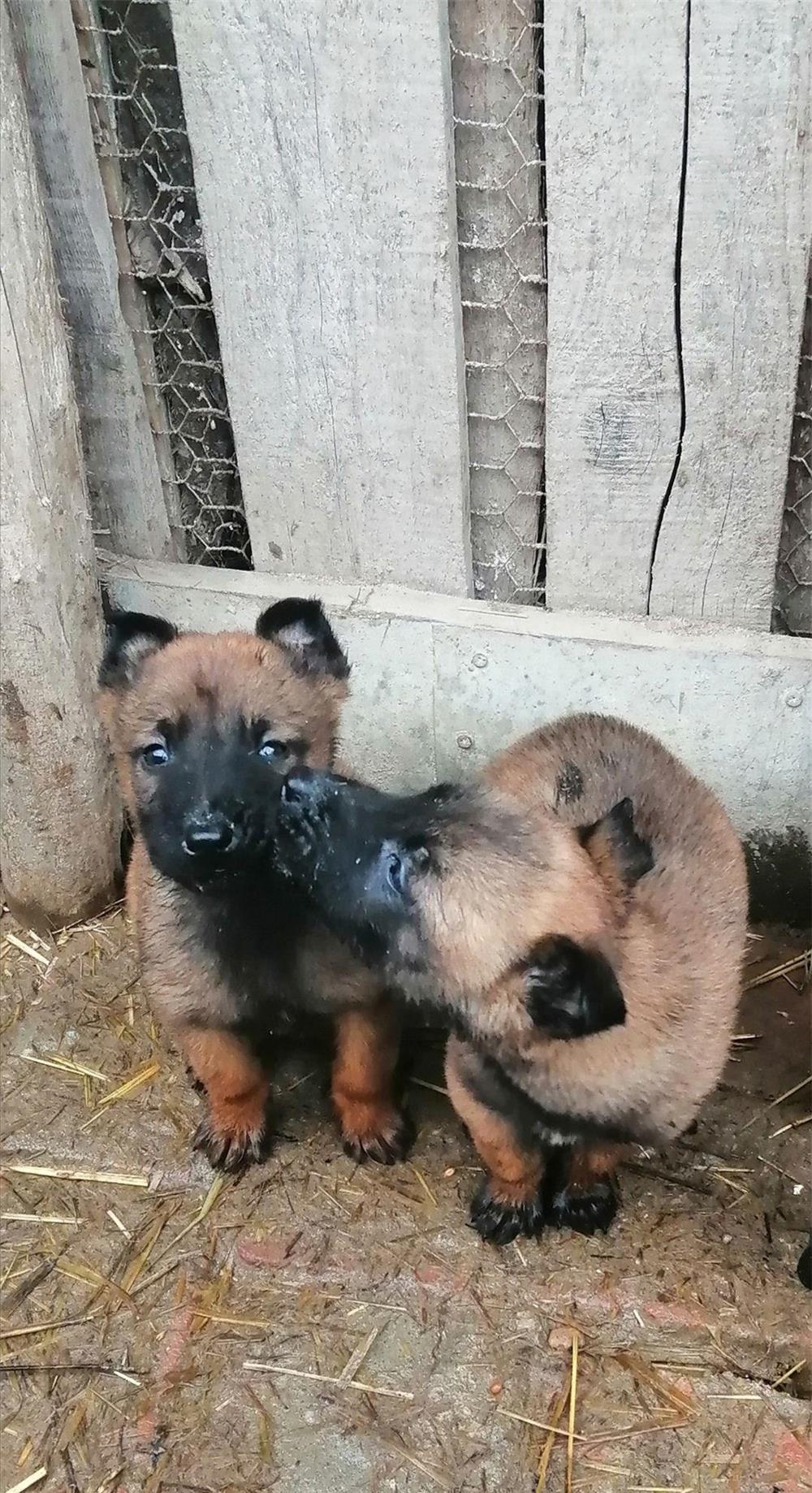 Cățeluși Belgian Malinois (ofertă)