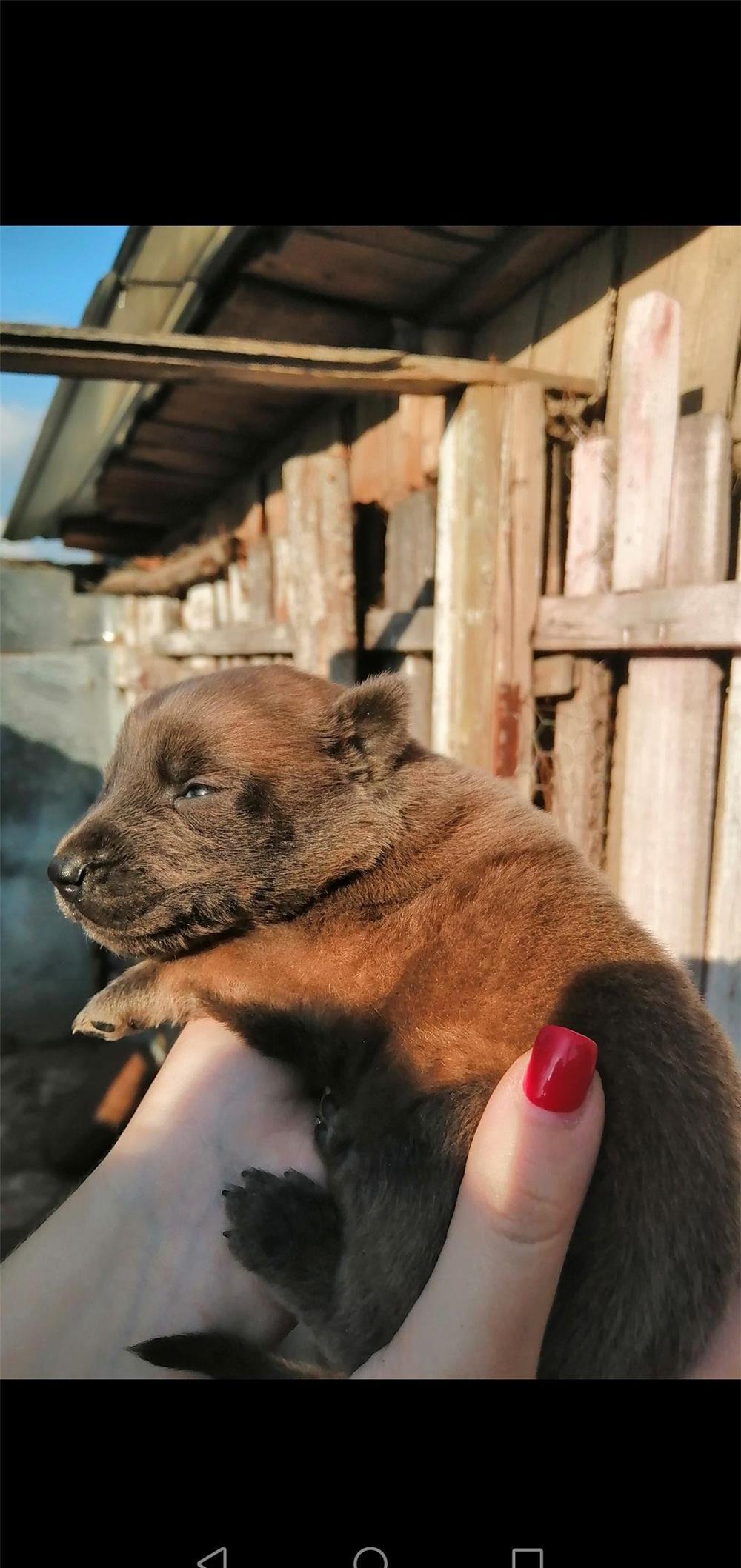 Cățeluși Belgian Malinois (ofertă)